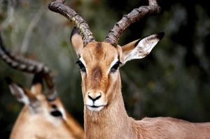 Male Impala Faces Kruger Game Reserve